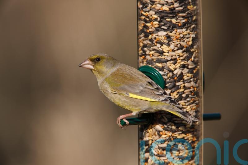 Three top tips to help feathery friends ahead of the Big Garden Birdwatch
