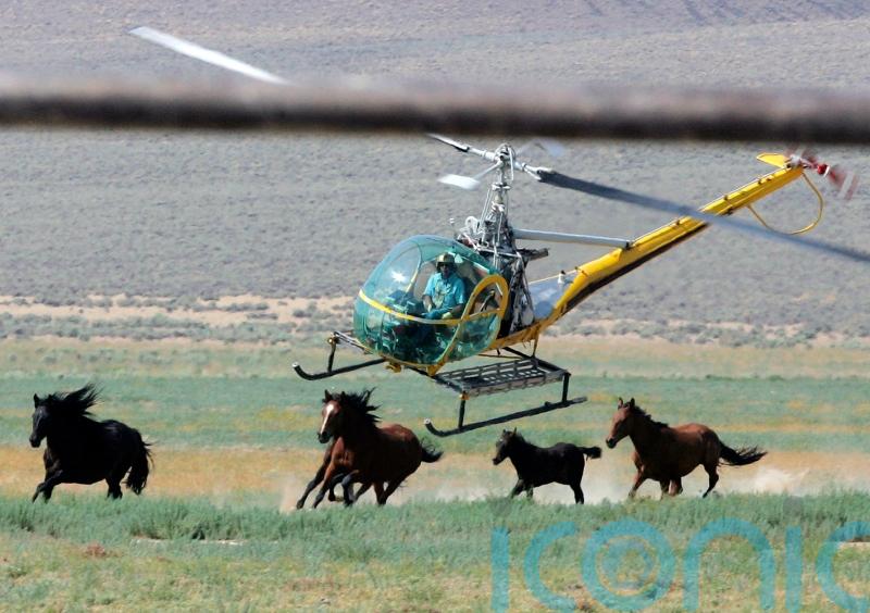 US judge may suspend wild horses round-up in Nevada