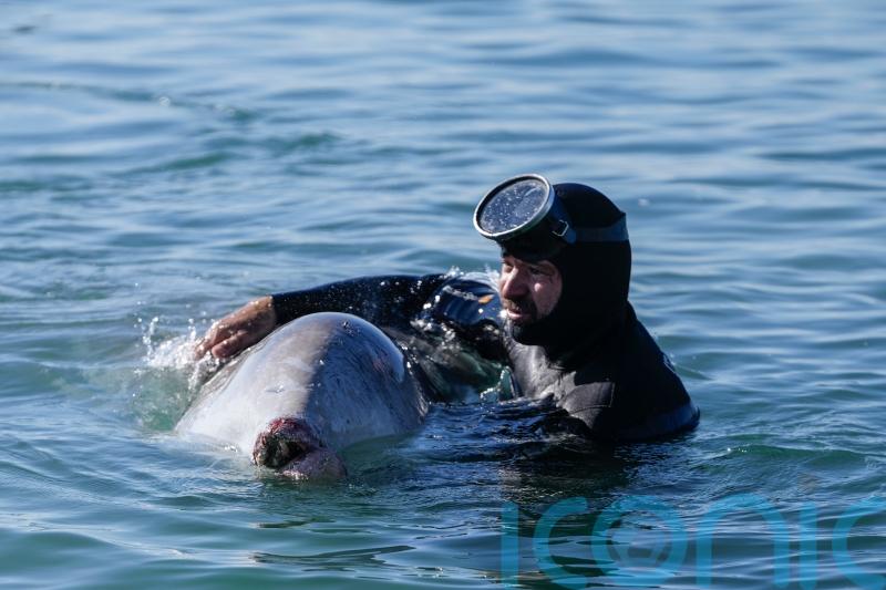 Divers bid to recue young whale stranded in shallow water off Athens