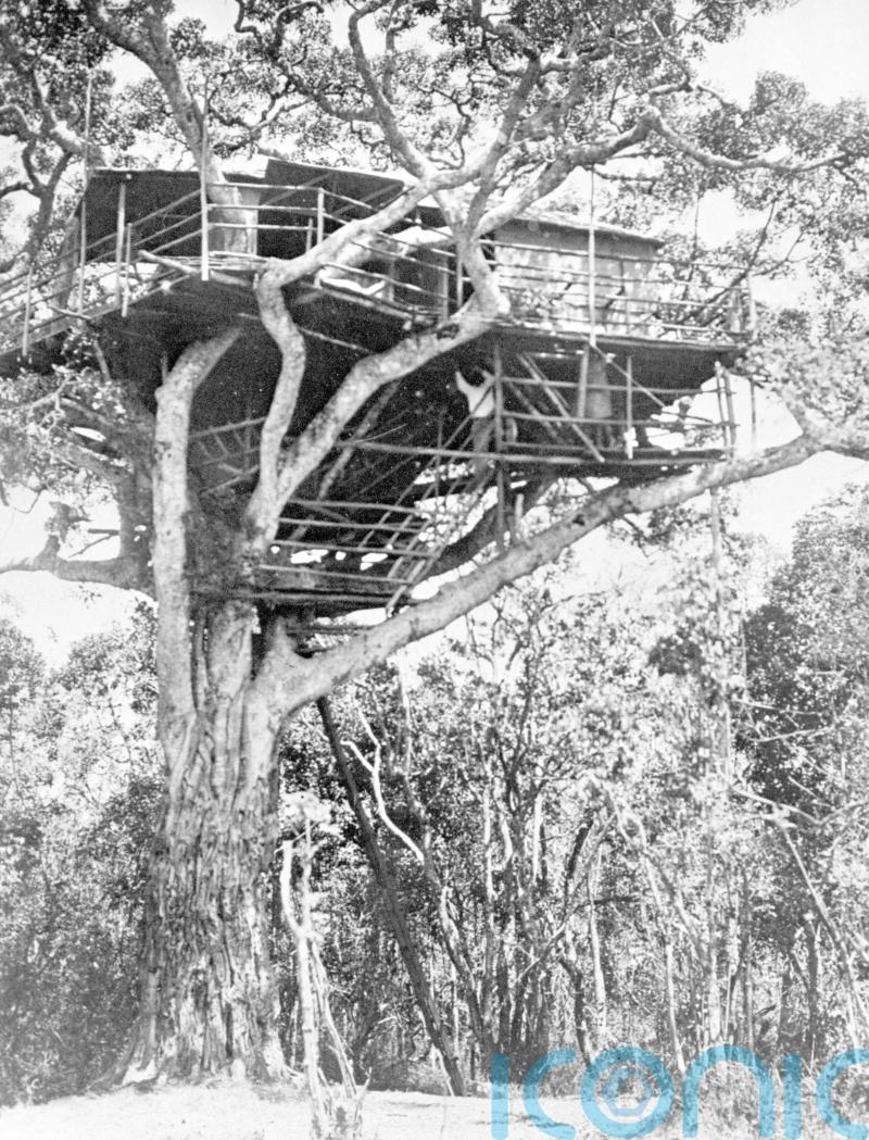How Elizabeth became Queen watching baboons at sunrise from Kenyan treetops