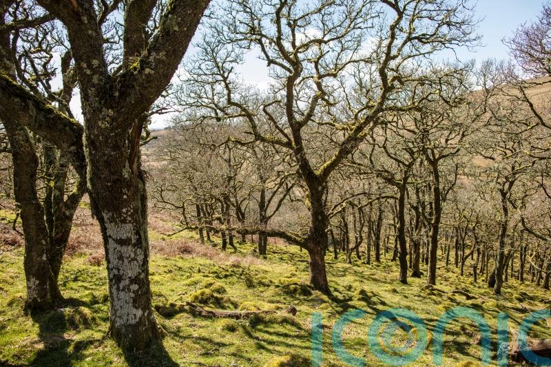 Livestock can help reforestation process if managed carefully – research