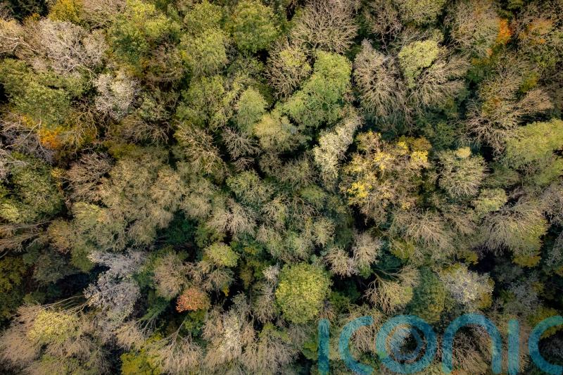 Study estimates 73,000 tree species on Earth, including 9,200 undiscovered