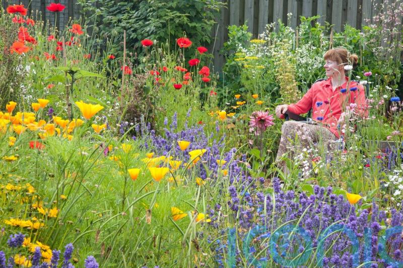 Change your mood in minutes by planting colour in the garden