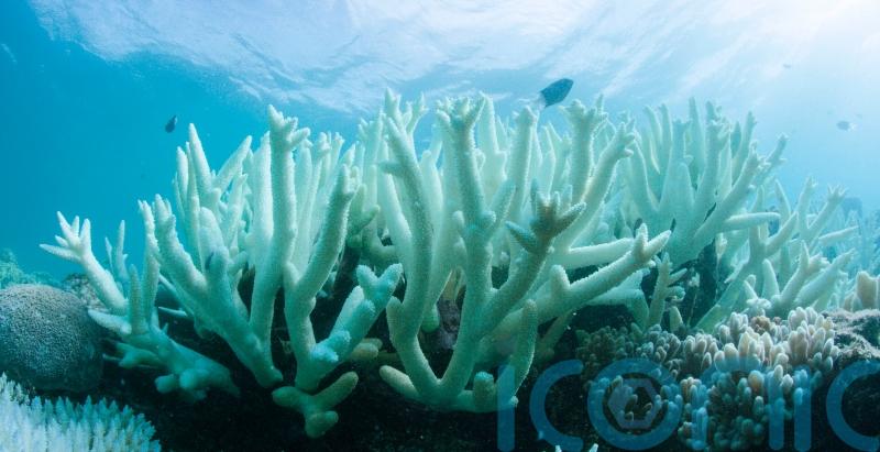 Even 1.5C of global warming will be ‘catastrophic’ for coral reefs – study