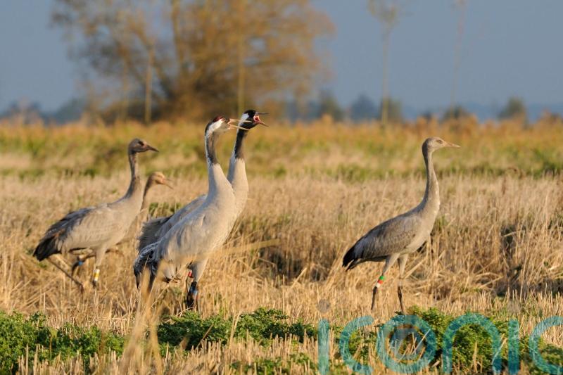 UK’s common crane has best year since 17th century with record 72 pairs
