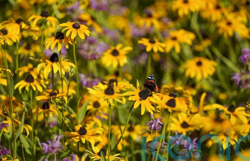 UK plants flowering a month earlier due to climate change – study