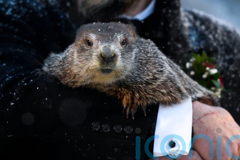 Punxsutawney Phil predicts six more weeks of winter
