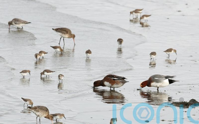 Irish Government preparing to hold citizens’ assembly on biodiversity