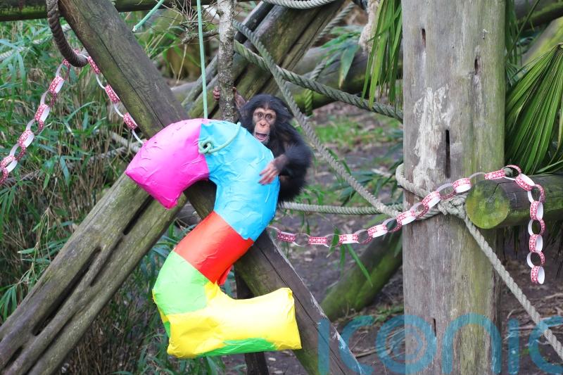 Infant chimp Masindi celebrates her second birthday at Edinburgh Zoo