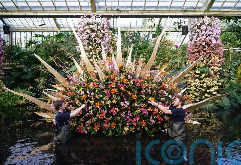 Kew Gardens’ orchid festival to showcase stunning Costa Rican blooms