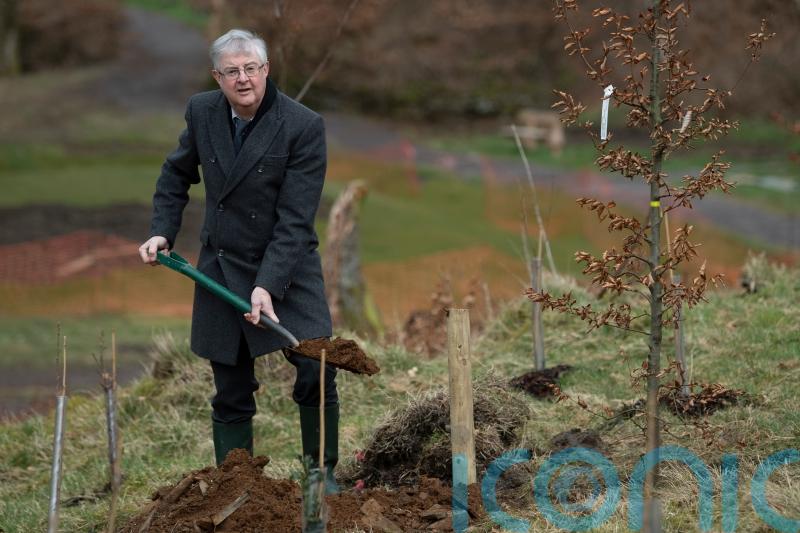 Wales to plant woodlands in memory of people who died in Covid pandemic