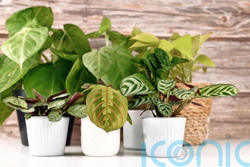 9 weird and wonderful houseplants you can’t help but love