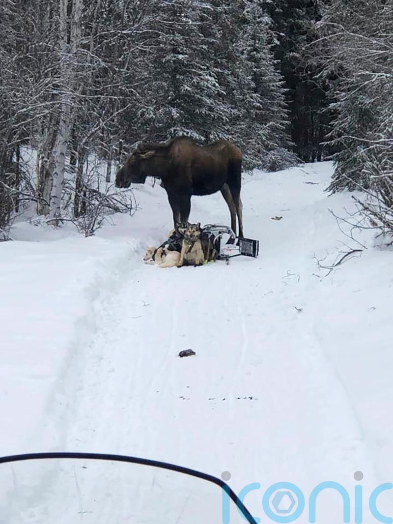 Four dogs injured as moose attacks sled team