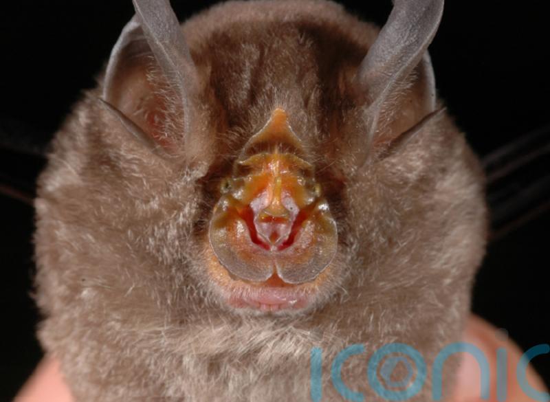 Origins of virus responsible for Covid-19 traced to horseshoe bats