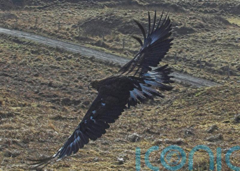 Wildlife licences restricted on Highlands estate where eagle was found dead