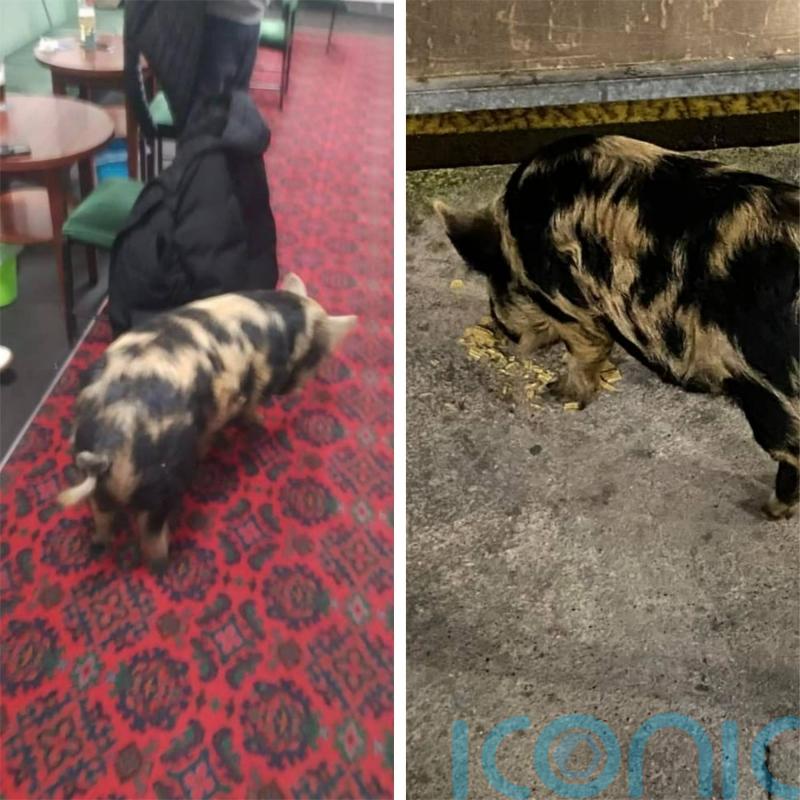 Pig wanders into working men’s club after escaping from allotment