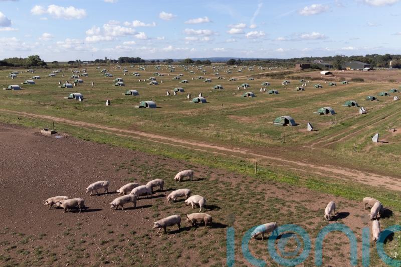 Thousands of healthy pigs culled because of lack of butchers, say farmers