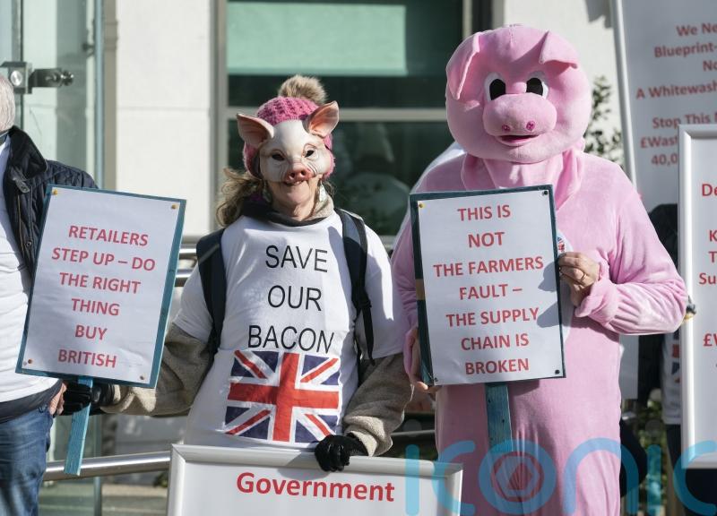 Summit held to address ‘desperate’ crisis facing pig industry