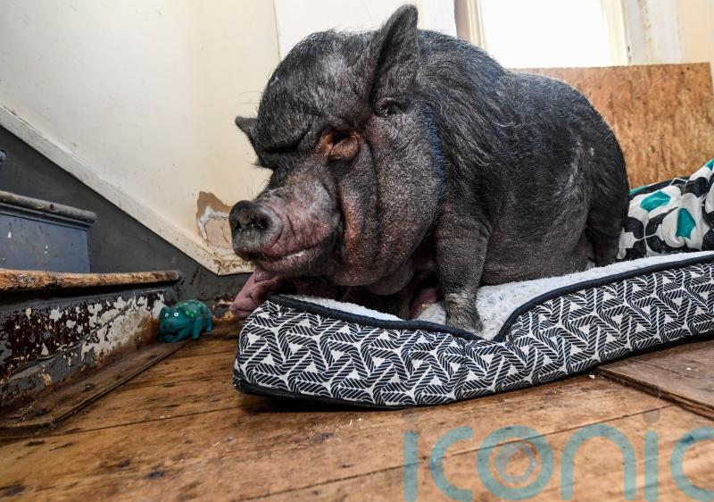 Man in legal battle to keep ’emotional support’ pig