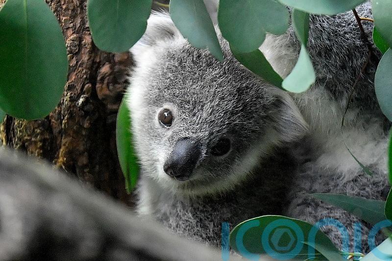 Koalas declared endangered in eastern Australia amid disease and habitat loss