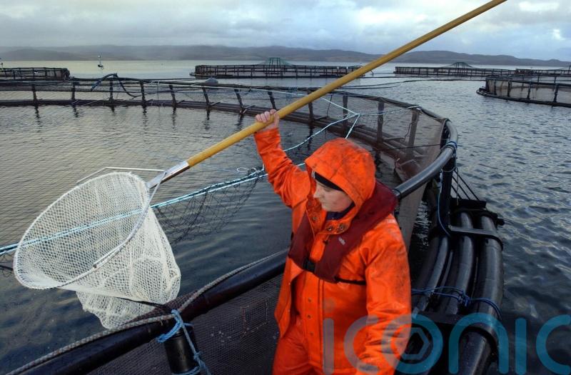 Salmon exports boom but farmers warn of Scandinavian threat