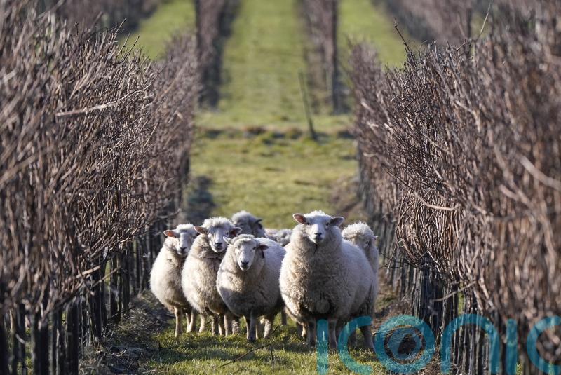 Sparkling wine maker marks 10 years of using sheep to graze its vineyards
