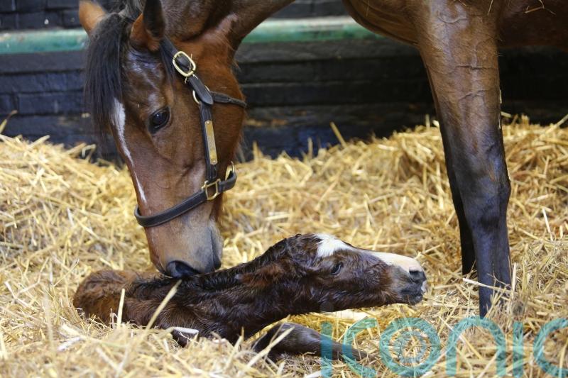 Superstar Enable delivers a Kingman colt as first foal