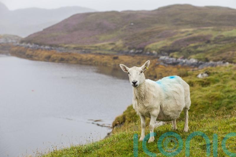 New vet service will enable Government to ‘focus on what is best for Scotland’