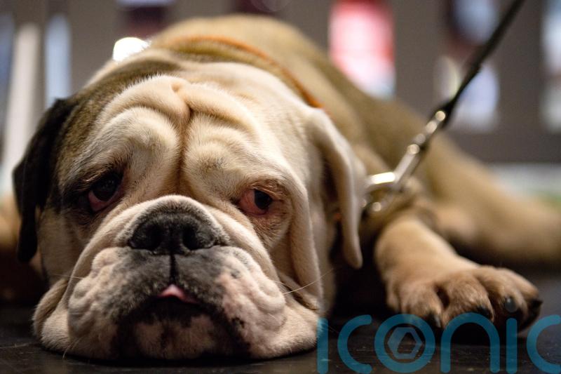 Small pets at risk of heatstroke, especially as global temperatures rise – study