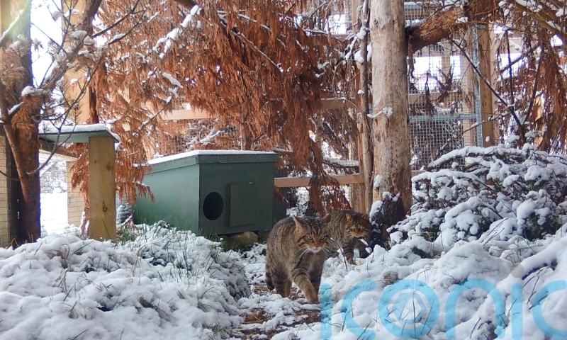 Wildcats paired up in the hope their offspring can be released into the wild