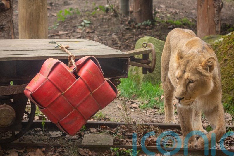 London Zoo’s ‘loved-up’ lions given cinnamon-scented Valentine’s treat