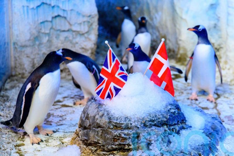 Penguin named after tennis star Raducanu travels to Denmark in search of love