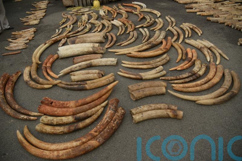 DNA testing of elephant ivory reveals tactics of criminal networks