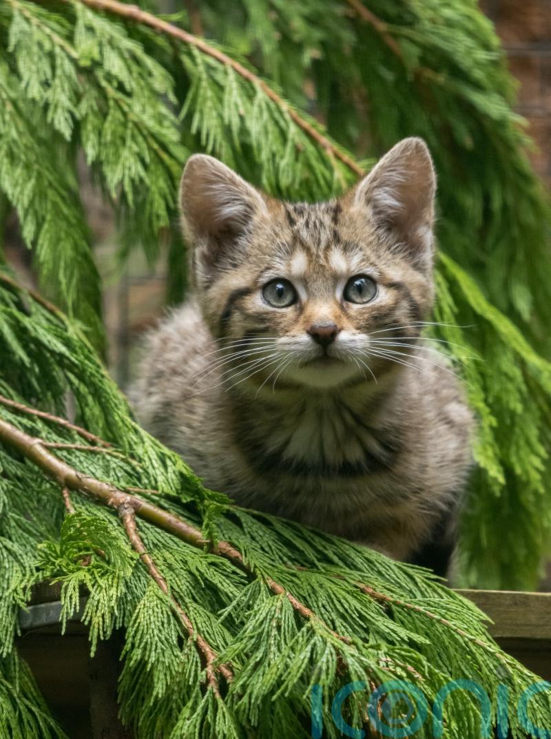 Police seize wildcat kitten from animal organisation