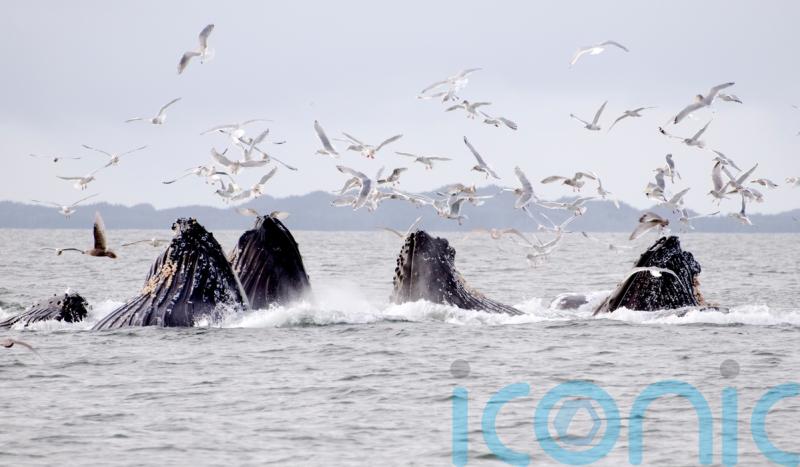 World’s whales facing increasing threats along migration ‘superhighways’