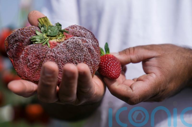 Israeli strawberry clocks in as world’s heaviest on record