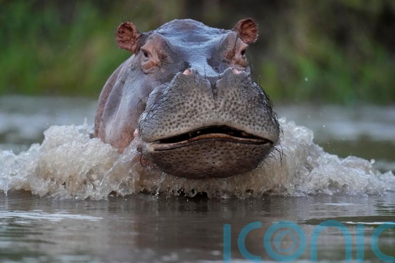 Colombian government to declare hippos an invasive species
