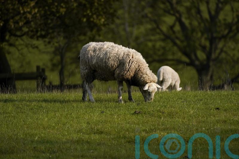 ‘Unacceptable weakness’ in Crofting Commission leadership condemned by MSPs