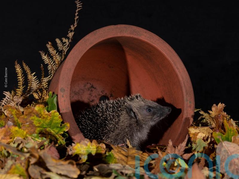 Hedgehogs in trouble in the countryside, but faring better in towns