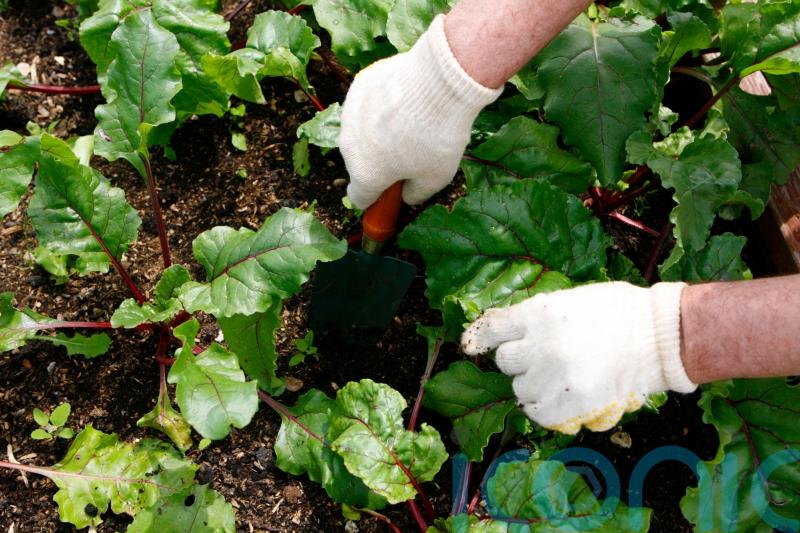 Health benefits of community groups to be investigated in £1.5m study