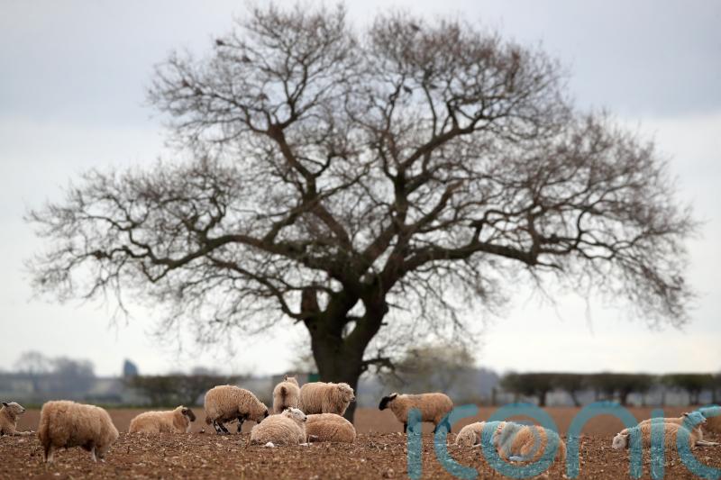 Government accused of being focused on ‘anything other than food’ in countryside
