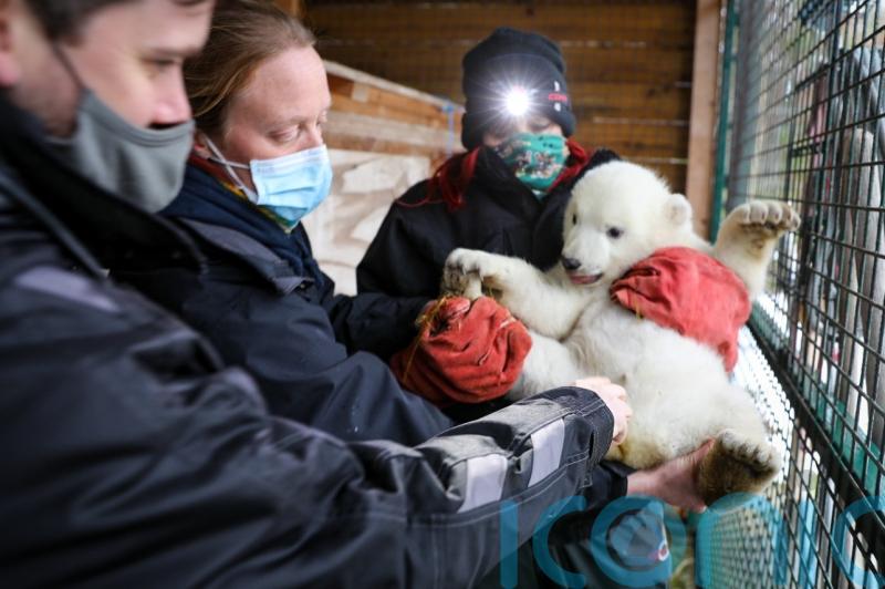 It’s a boy: UK’s youngest polar bear cub confirmed as male in first health check
