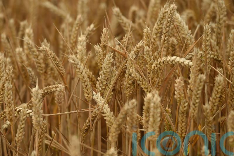 Food prices set to rise and inflation could hit 8.2% due to Ukraine conflict