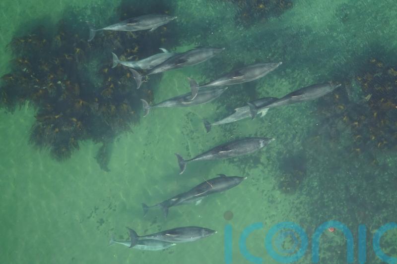 Scientists use drones to identify whether dolphins are pregnant
