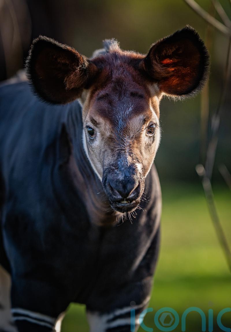 Rare okapi calf steps outside for the first time