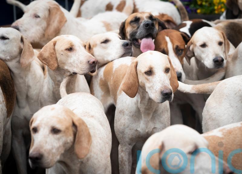 Bill to close fox hunting loopholes introduced