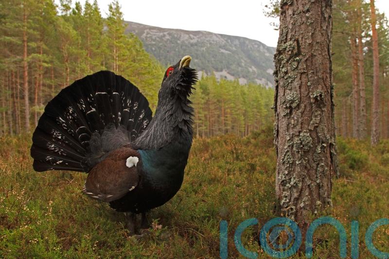 UK capercaillies could be extinct again in 20-30 years, report warns