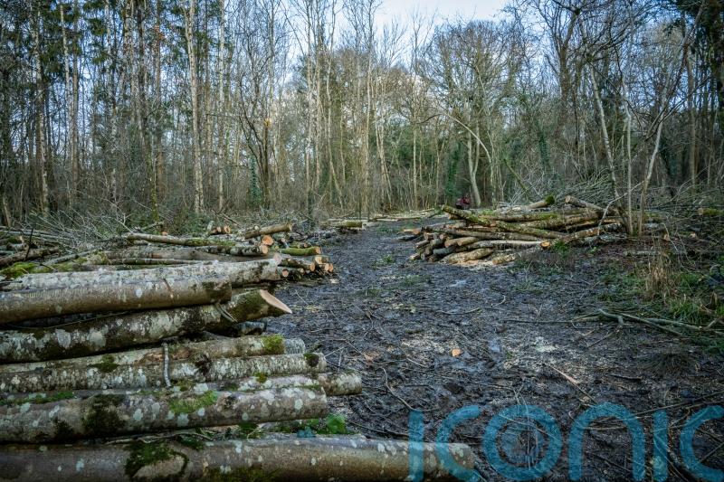 ‘Real threat’ of importing new tree diseases as devastating as ash dieback