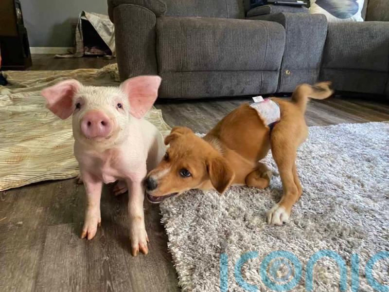 Real life Dr Dolittle gives animals with special needs an idyllic life and sees a rescued piglet and a paraplegic dog strike up an extraordinary friendship