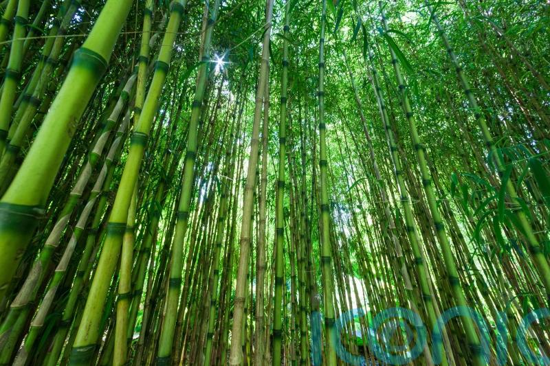 Watch out for invasive garden plants – and think about easier alternatives
